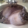 Kitty in the Sink