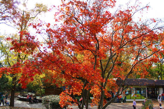 fire inclosed in leaves