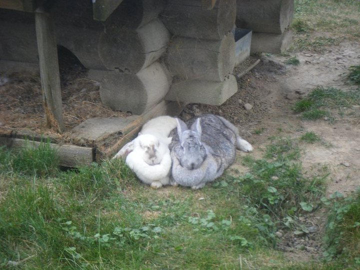 Rabbit Stock by FabulouslyFlashy on DeviantArt