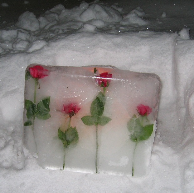 Frozen Roses