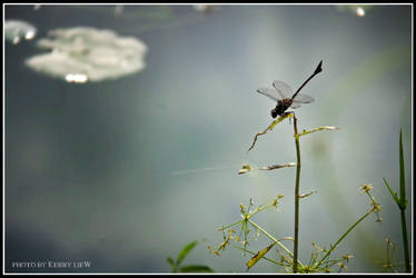 Dragonfly