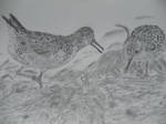 Red Knots by MagicBirdie
