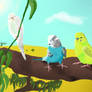 Budgies