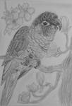 Green Cheek Conure by MagicBirdie