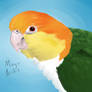 Caique speedpaint