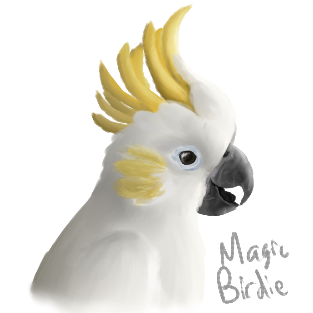 Cockatoo speedpaint