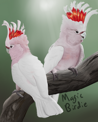 Leadbeater's cockatoos by MagicBirdie