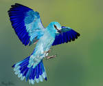 European Roller painting by MagicBirdie