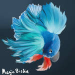 Betta speedpaint by MagicBirdie