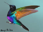 Little Hummer by MagicBirdie
