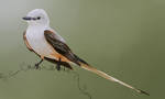 Scissor Tailed Flycatcher by MagicBirdie