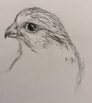 Gyrfalcon sketch by MagicBirdie