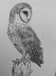 Barn Owl by MagicBirdie