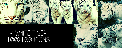 White Tiger 100x100 icons