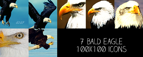 Bald Eagle 100x100 icons