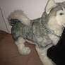 Large Douglas husky plush Miller 24in