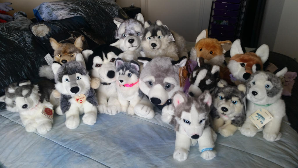 Plushies I brought out of storage!