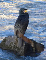 The cormorant