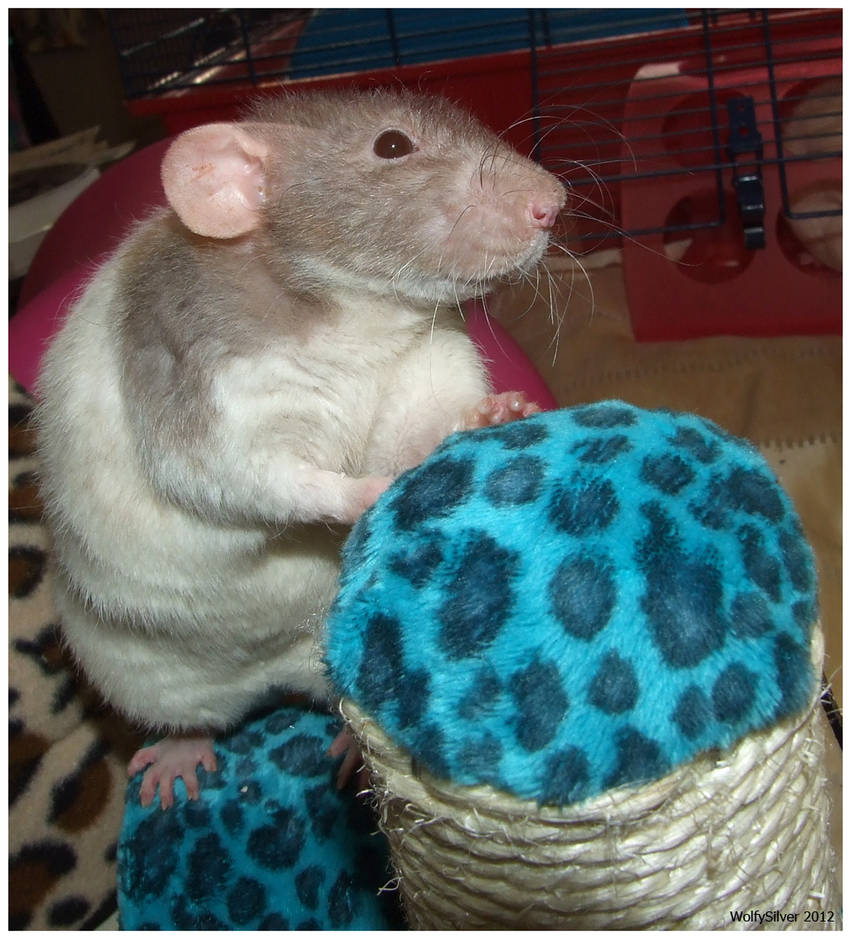 Jasper The Rex Rat by wolfysilver on DeviantArt