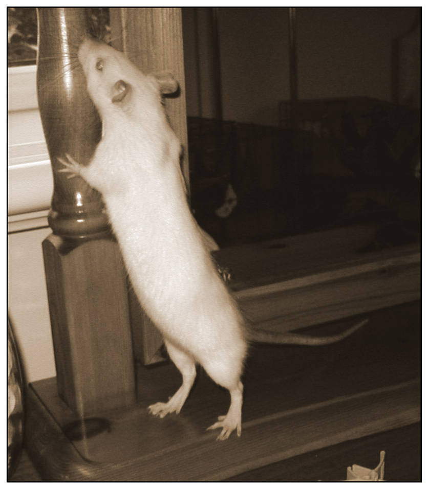 Old Fashioned Style Rat by wolfysilver on DeviantArt