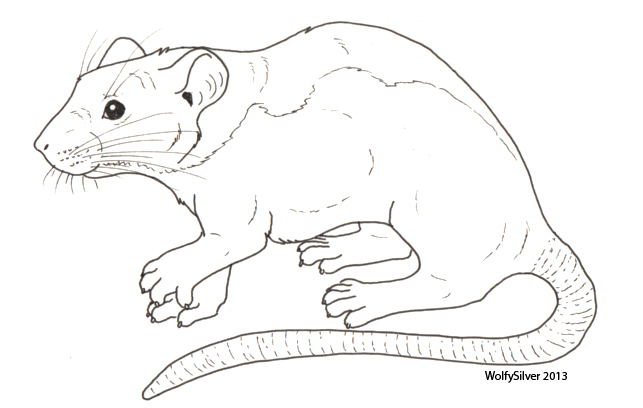 Rat Sketch