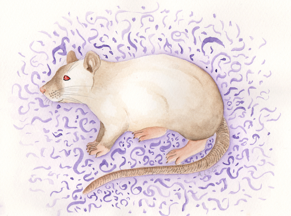 Siamese Rat