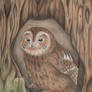 Tawny Owl