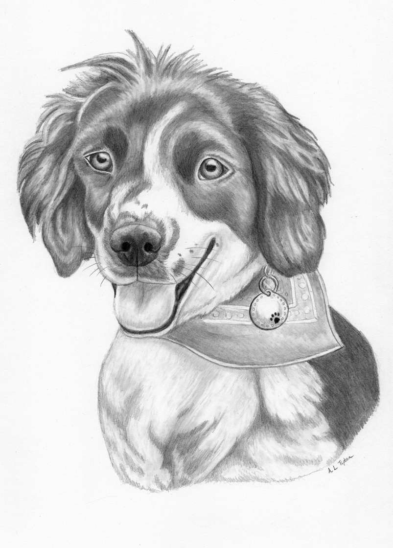 Dog Pencil Portrait