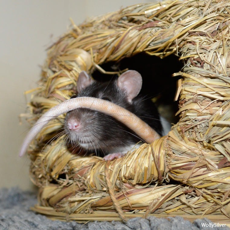 Silly Rats by wolfysilver on DeviantArt