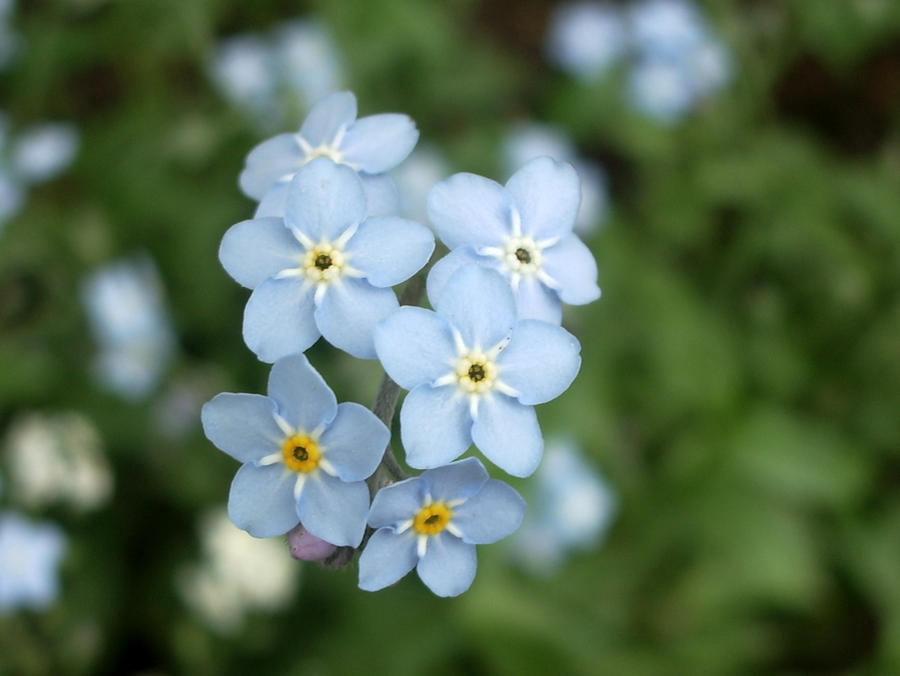 Forget-me-not