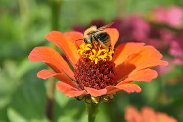 Bee and flower