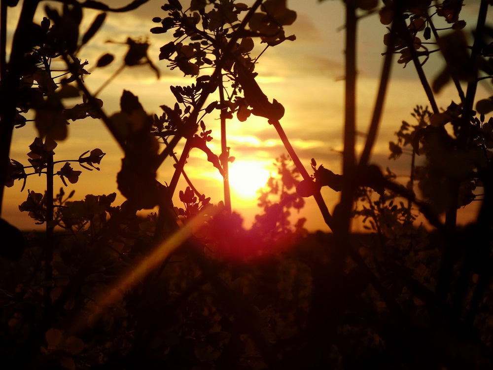 Sunset on field