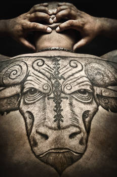 Bull tattoo, pro picture