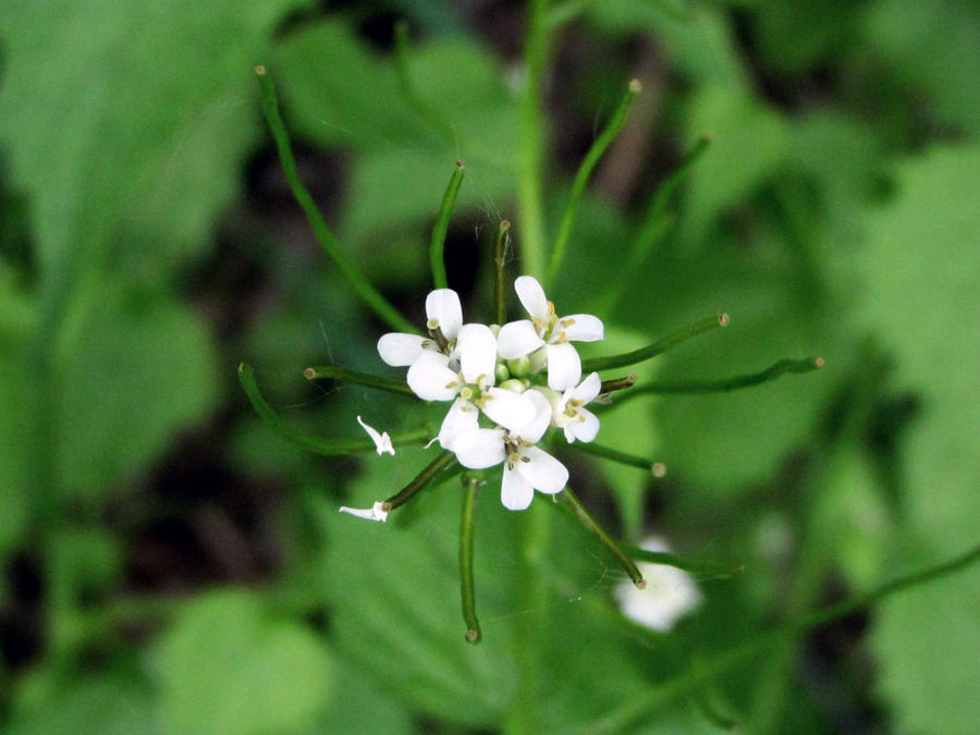 spider flower