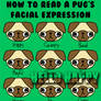 The many facial expressions of a pug