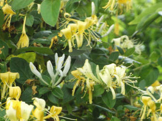 Honeysuckle