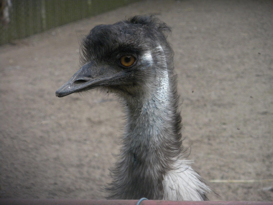 Emu W Emu by SyriuszDark on DeviantArt