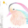 Mandarin Duck on Postcard