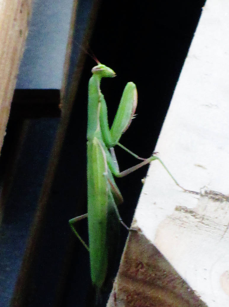 Praying Mantis by SerenityAme on DeviantArt