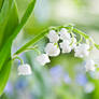 White bells