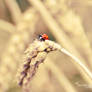 Ladybug II