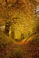 Promenons nous dans les Bois