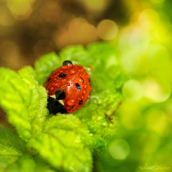 After the Rain the sun shines by Sweet-Nature