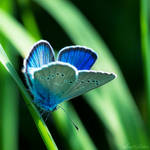 Bleu Irise by Sweet-Nature