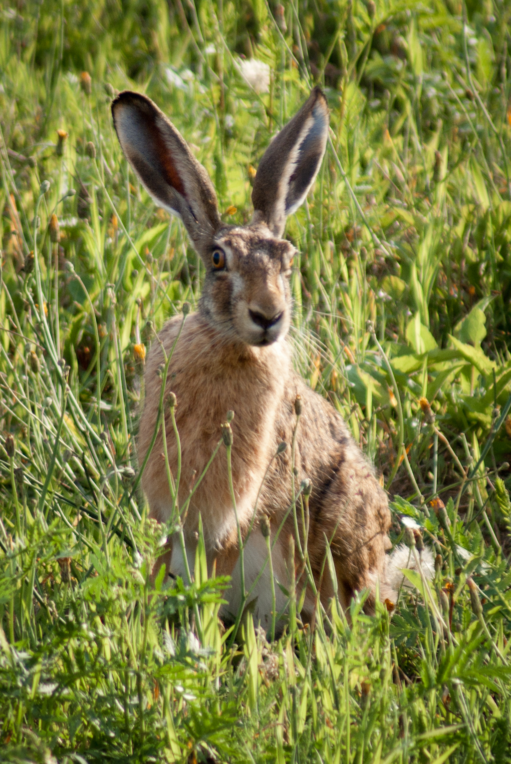 Mr. Hare