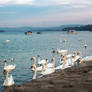 Swans from Danube