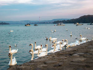 Swans from Danube