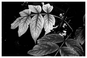 Leaf