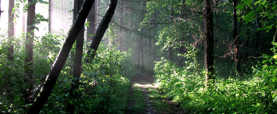 Sunlit path