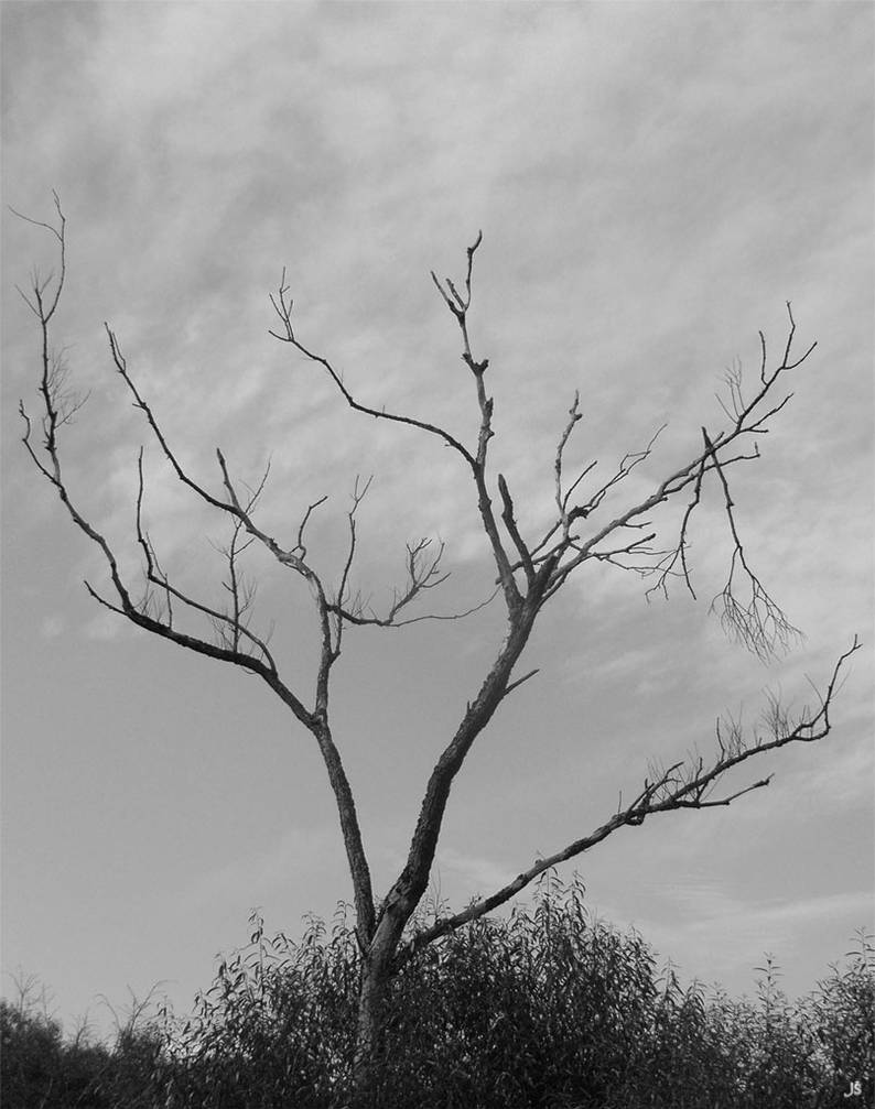alien tree by wza360 on DeviantArt